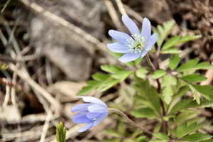 Img_7272 Img_7272